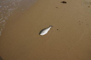 打ち上げられた魚