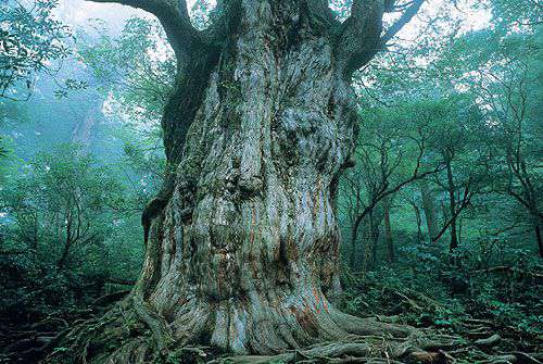 jomon-sugi